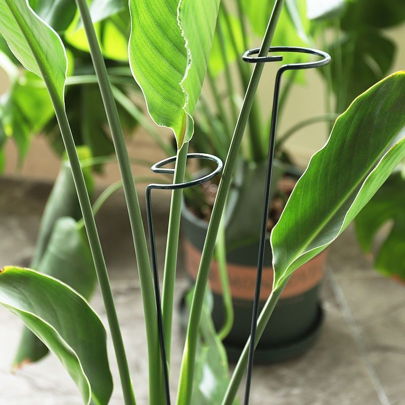 1/10 قطعة حديقة دعم حصة حلقة م - مراجعة Plant Parent Tools وسعره
