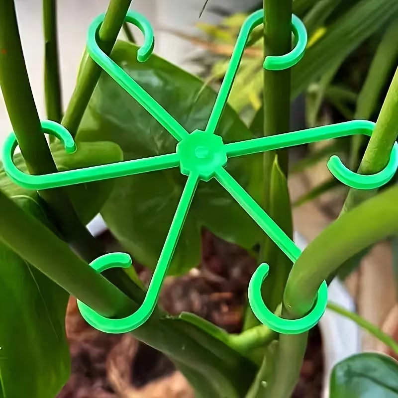 مجموعة دعامات سيقان النباتات م - مراجعة Variegated Monstera Node وسعره