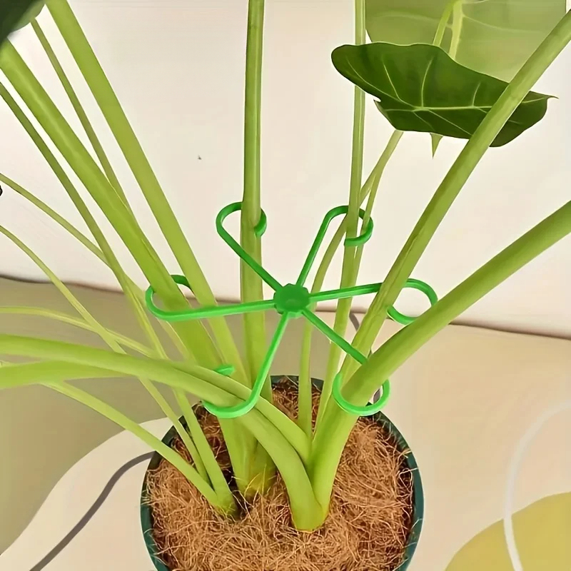 مجموعة دعامات سيقان النباتات م - مراجعة Variegated Monstera Node وسعره