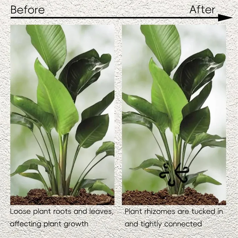 دعامات أوراق نباتات الألوكاسيا - مراجعة Variegated Monstera Node وسعره