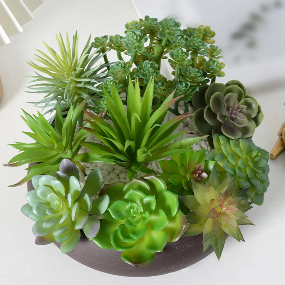 تتطلب صيانة منخفضة لترتيبات ال - مراجعة Succulent Arrangement Mini وسعره