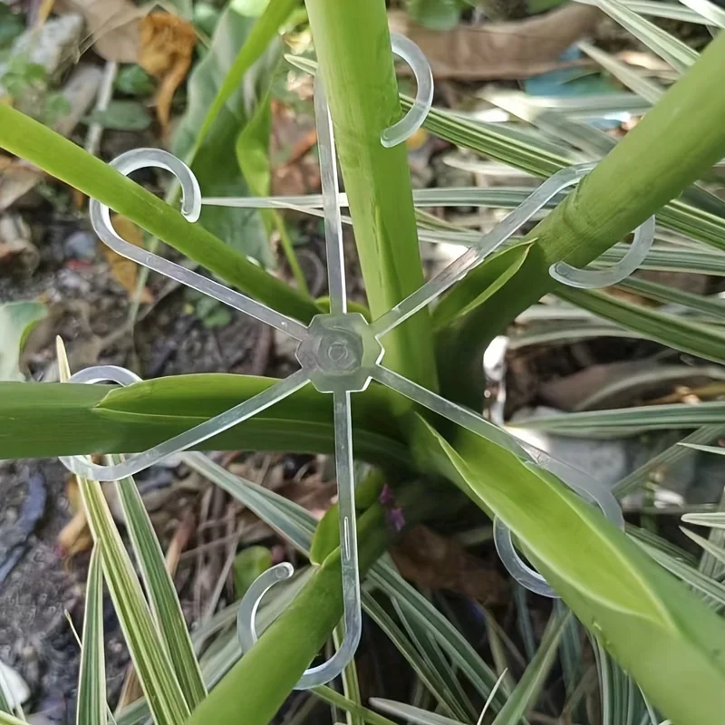 4 قطع مشابك دعم للنباتات المتس - مراجعة Variegated Monstera Node وسعره