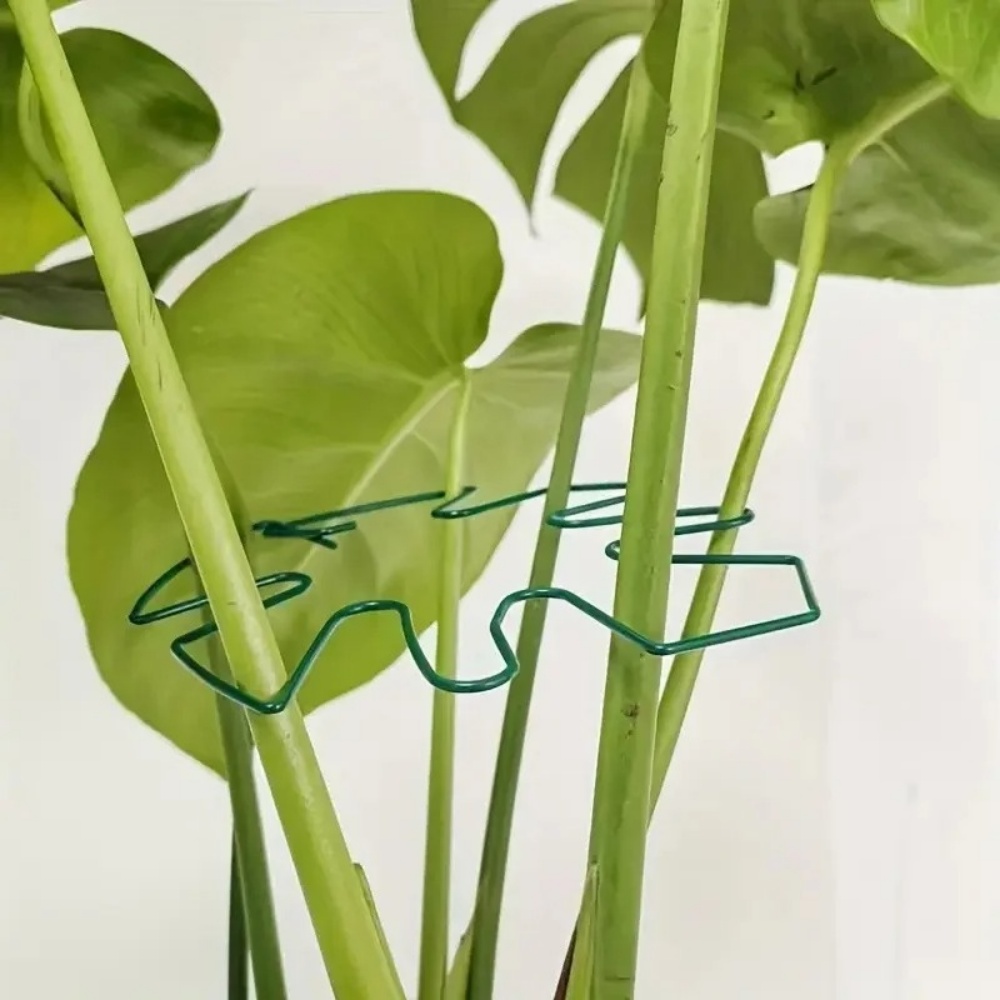 حامل نباتات كبير للاستخدام الد - مراجعة Variegated Monstera Node وسعره