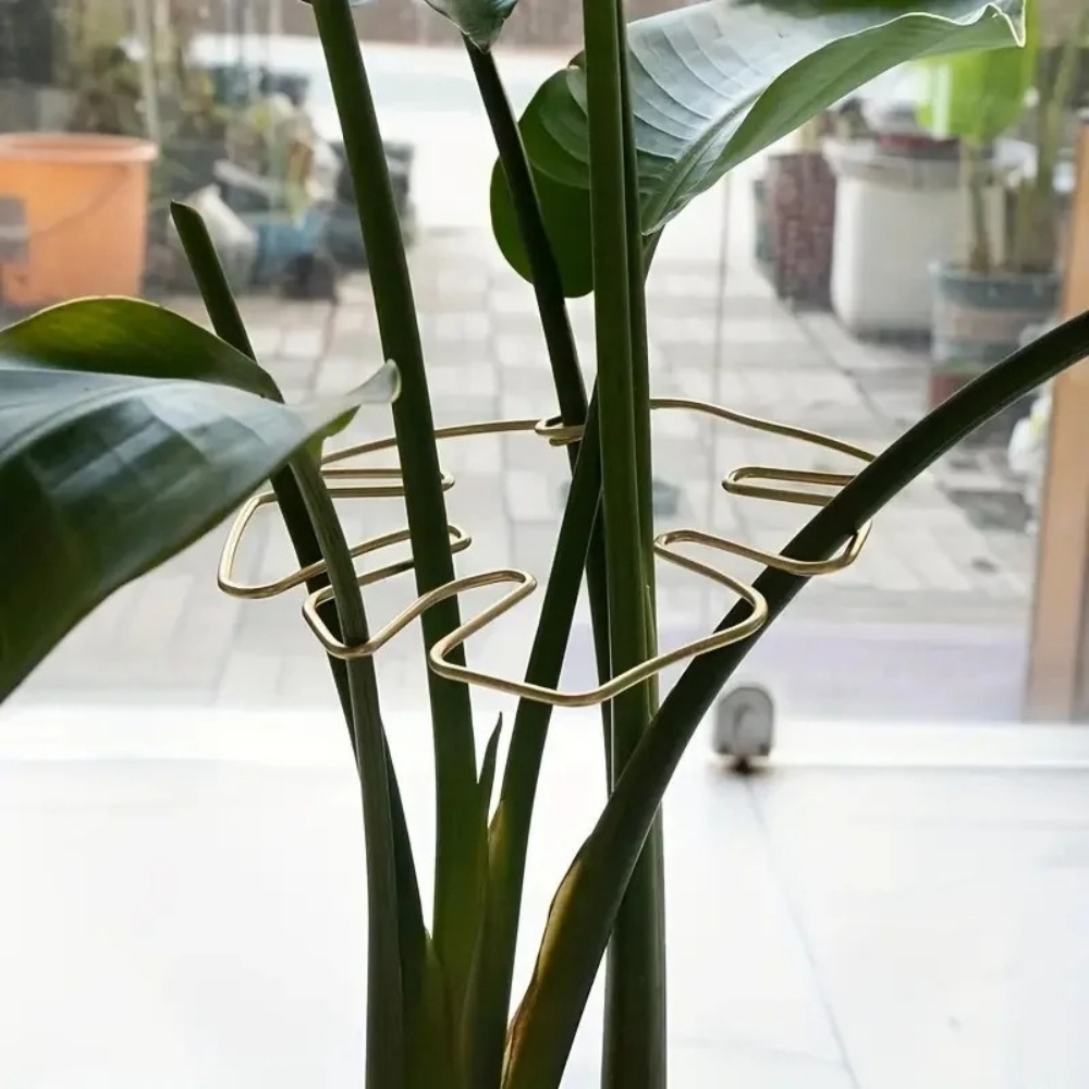 حامل نباتات كبير للاستخدام الد - مراجعة Variegated Monstera Node وسعره