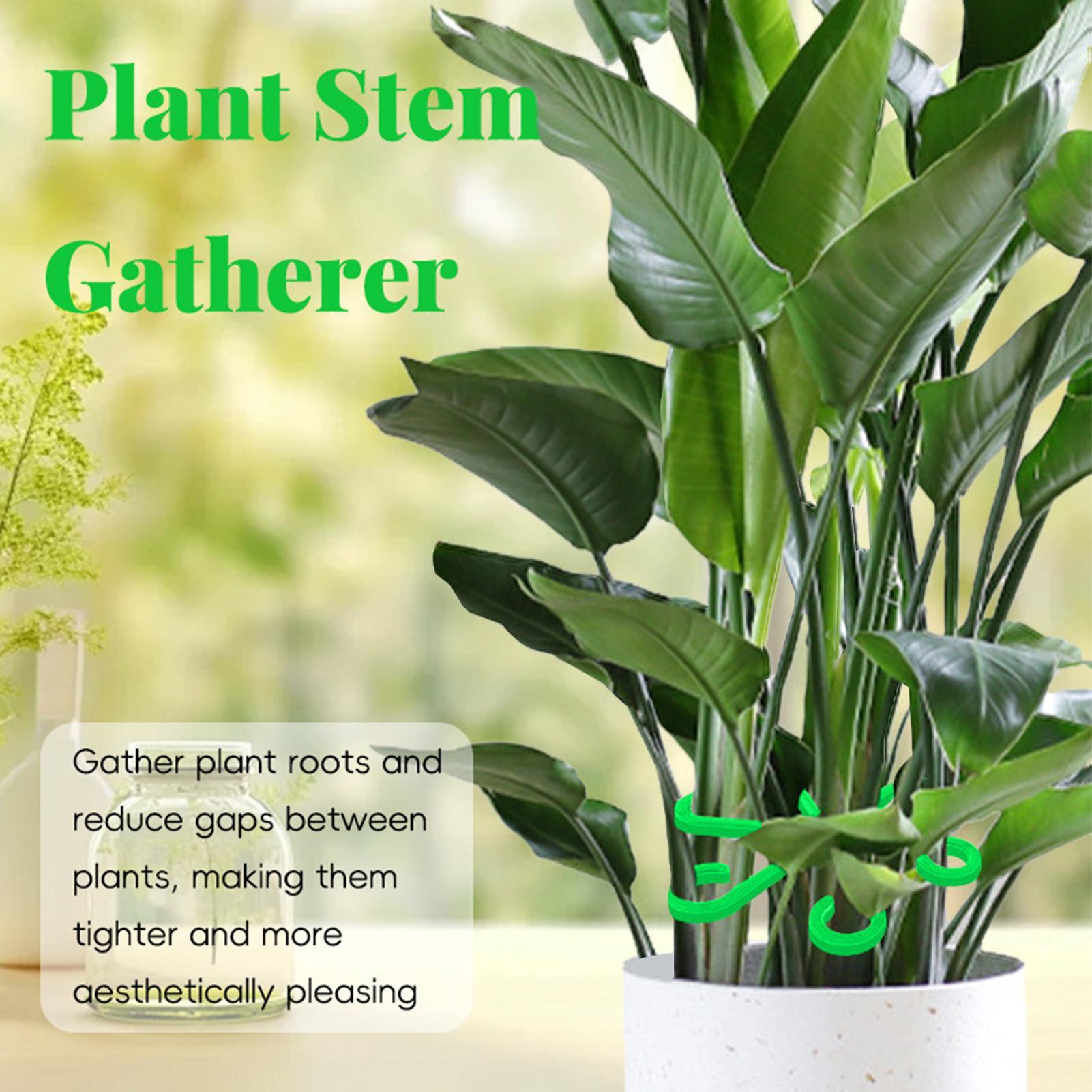 4 قطع مشابك دعم سيقان النباتات - مراجعة Variegated Monstera Node وسعره