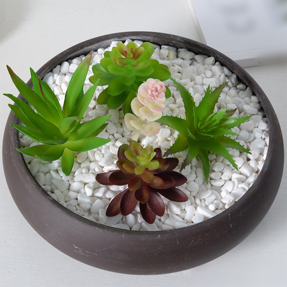 مستلزمات تصوير مناسبة لترتيبات - مراجعة Succulent Arrangement Mini وسعره