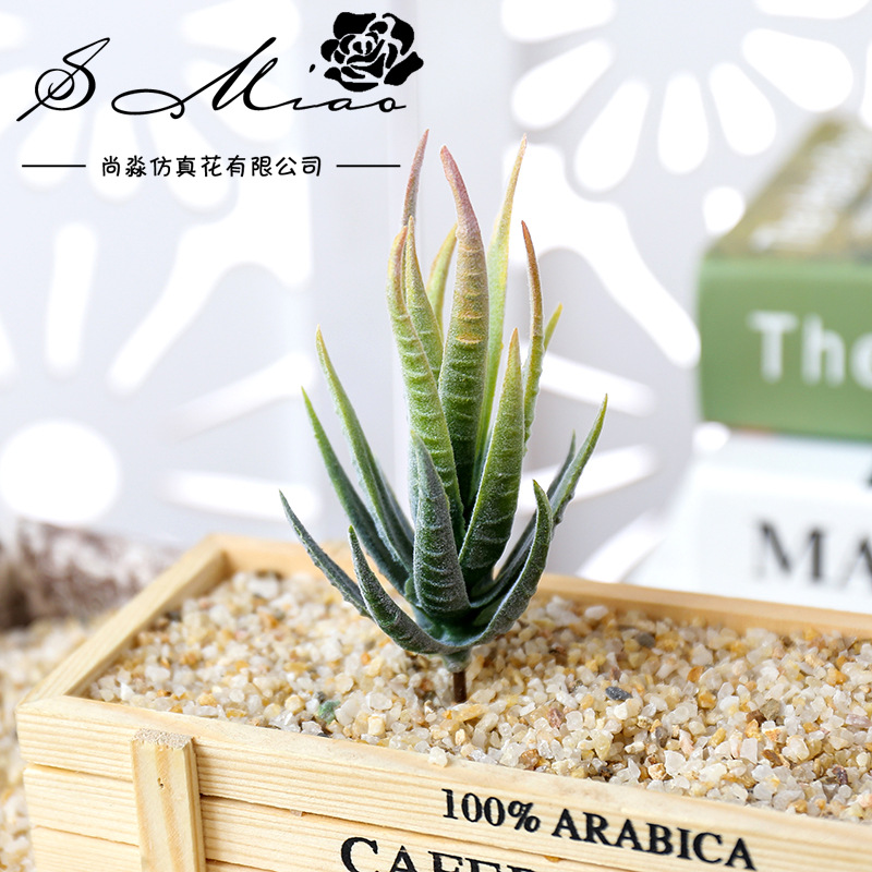 Wusmart Ban Ma Lu Hui نباتات ا - مراجعة Succulent Arrangement Mini وسعره